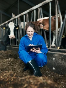 Digitalizare ferma bovine, date salvate automat