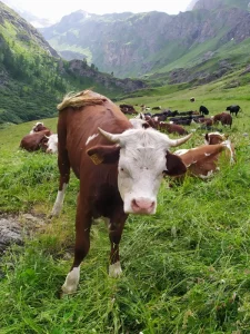 Digitalizare ferma bovine