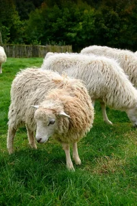 Bare de cântărire eWeighBar și indicator eWeigh conectat Bluetooth la telefon, utilizate la ferma de ovine