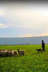 Fermier care înregistrează tratamentul unui bovin în aplicația iLivestock pe telefon, în teren