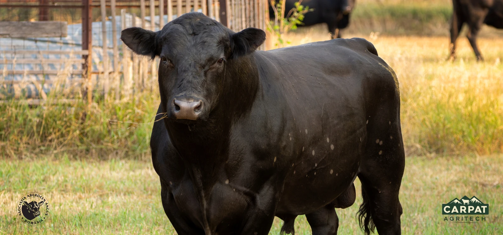 We are participating in the European Angus Forum 2026
